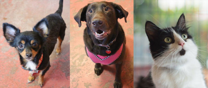 Zeus Rescues Building Donate - Zeus' Rescues